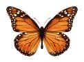 National Learn About Butterflies Day