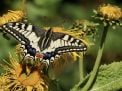 Caterpillars and Butterflies Activities