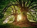 The Great Texan Outdoor Classroom 